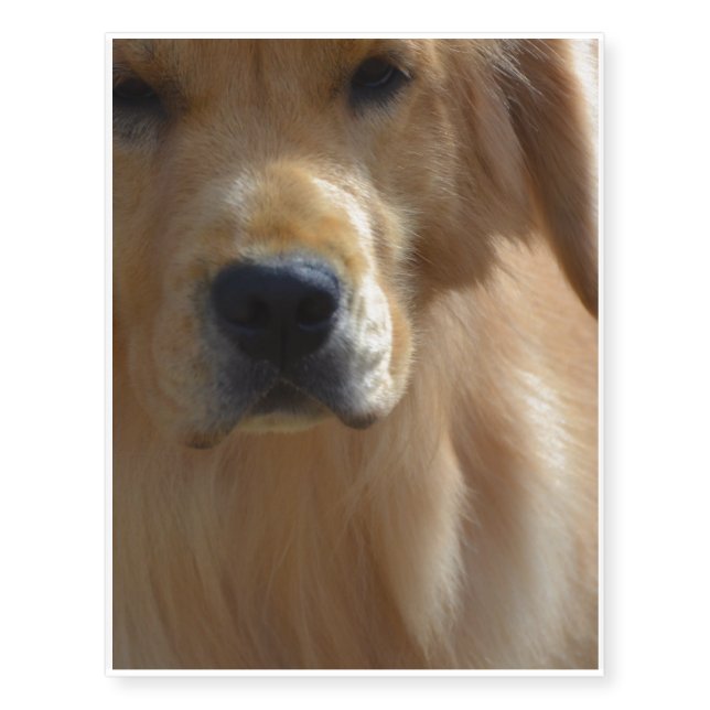 Gorgeous Golden Retriever Temporary Tattoos (Front)
