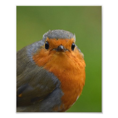 Gorgeous Good Looking Robin  Photo Print