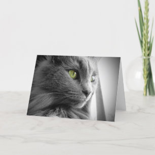 Gorgeous Gray Blue Cat with Green Eyes - Blank Card