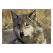 Gorgeous Gray Wolf (Front Horizontal)
