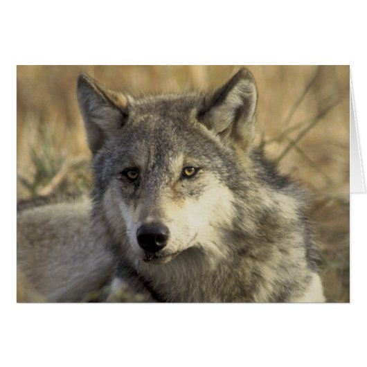 Gorgeous Gray Wolf Cards (Front Horizontal)