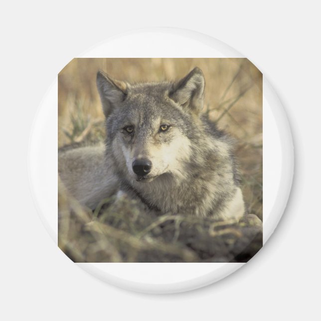 Gorgeous Gray Wolf Magnet (Front)