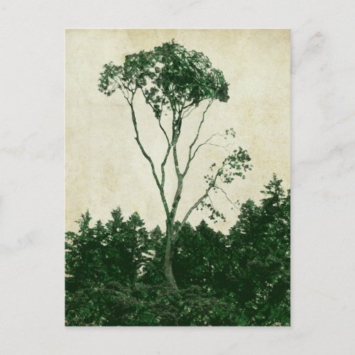 Gorgeous green tree postcard