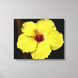Gorgeous Hibiscus Chinese Rose Blooming Flower Canvas Print