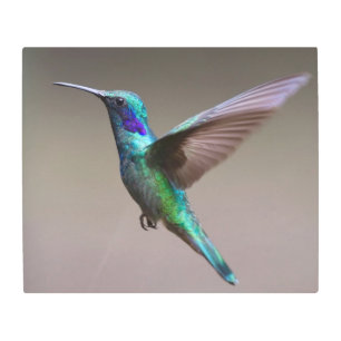 Gorgeous hummingbird in flight metal print