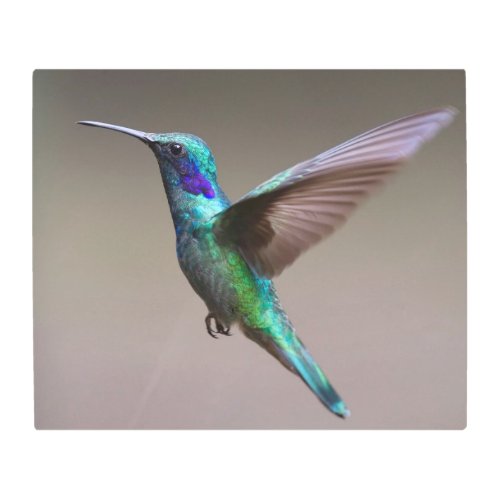 Gorgeous hummingbird in flight metal print