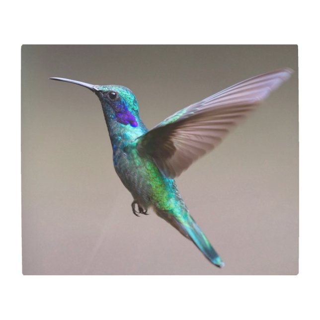 Gorgeous hummingbird in flight metal print (Front)