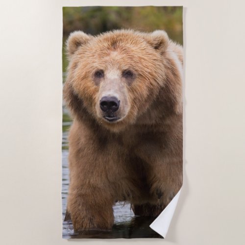 Gorgeous kodiak brown bear beach towel