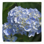 Gorgeous Light Blue Flowering Hydrangea Bush Bandana