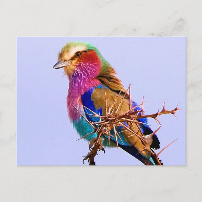 Gorgeous Lilac-Breasted Roller African Bird Holiday Postcard (Front)