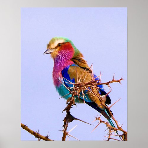 Gorgeous Lilac_Breasted Roller African Bird Poster