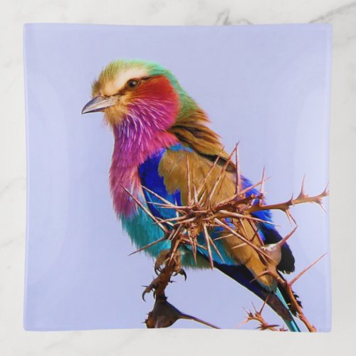 Gorgeous Lilac_Breasted Roller African Bird Trinket Tray