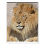 Gorgeous Lion Temporary Tattoos