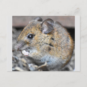 Gorgeous Little Mouse Postcard