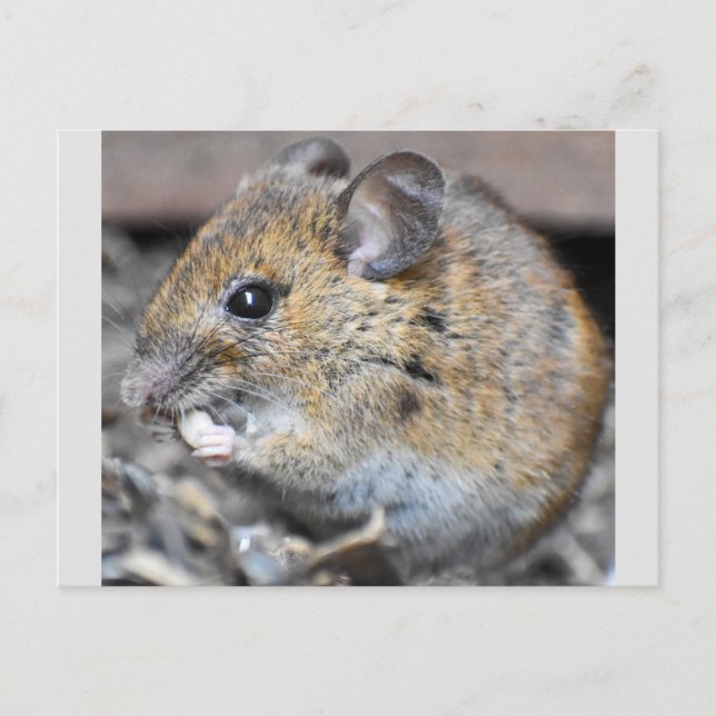 Gorgeous Little Mouse  Postcard (Front)
