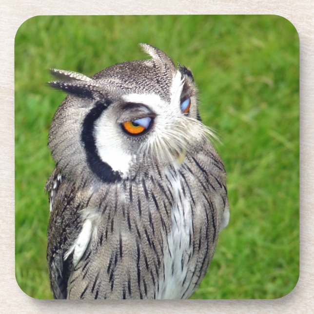 Gorgeous Little Owl Drink Coaster (Front)