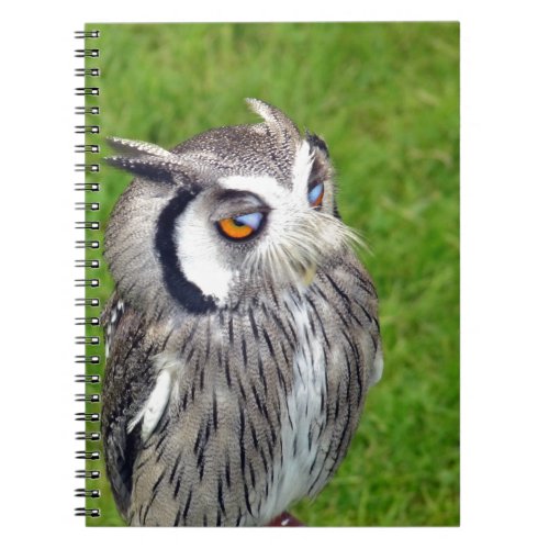 Gorgeous Little Owl Notebook