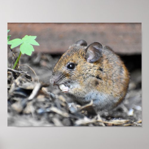 Gorgeous Little Wood Mouse  Poster