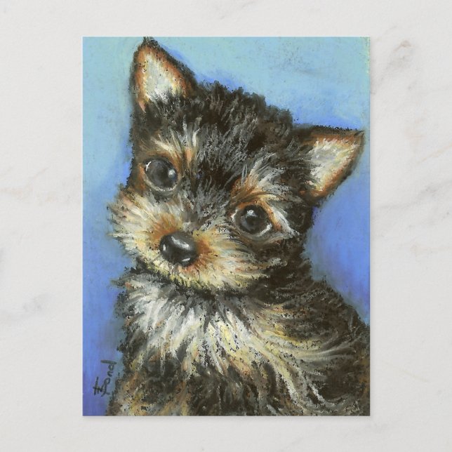 Gorgeous little Yorkie Postcard (Front)