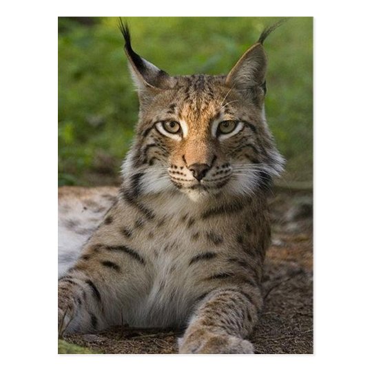 gorgeous lynx resting postcard | Zazzle.com