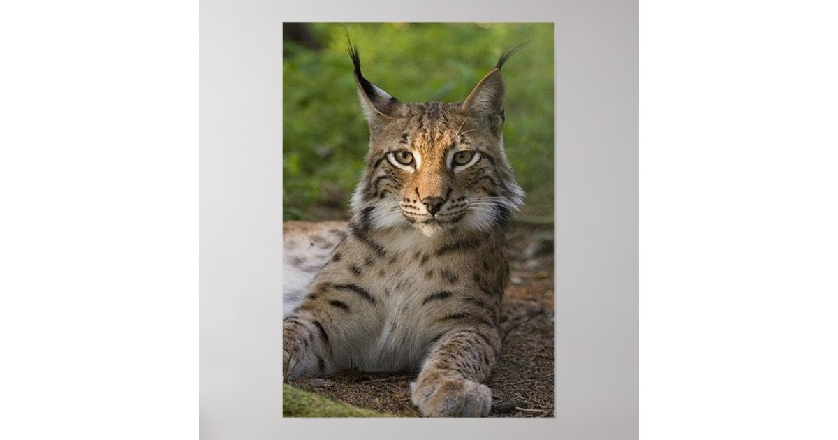 gorgeous lynx resting poster | Zazzle
