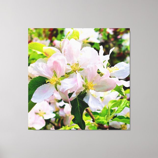 Gorgeous Malus asiatica Photo Canvas Print (Front)