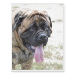 Gorgeous Mastiff Dog Temporary Tattoos