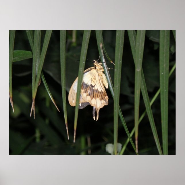 Gorgeous Moth Print (Front)