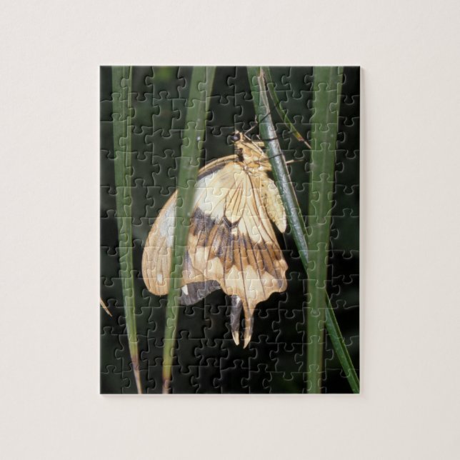 Gorgeous Moth Puzzle (Vertical)