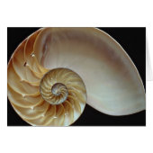 Gorgeous Nautilus shell (Front Horizontal)