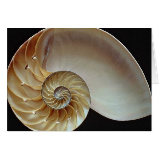 Gorgeous Nautilus shell Cards (Front Horizontal)