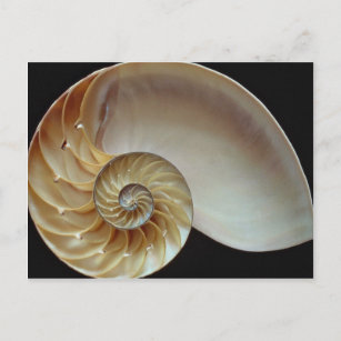 Gorgeous Nautilus shell Postcard
