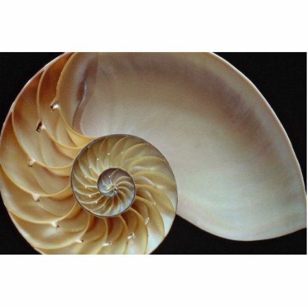 Gorgeous Nautilus Shell Statuette