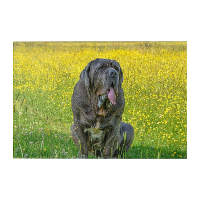 Gorgeous Neapolitan Mastiff  Acrylic Print (Front)