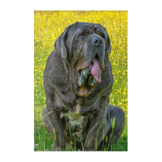 Gorgeous Neapolitan Mastiff Acrylic Print