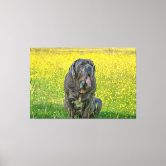 Gorgeous Neapolitan Mastiff Canvas Print