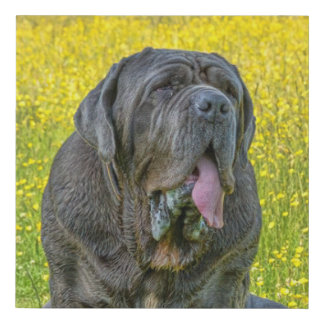 Gorgeous Neapolitan Mastiff Faux Canvas Print