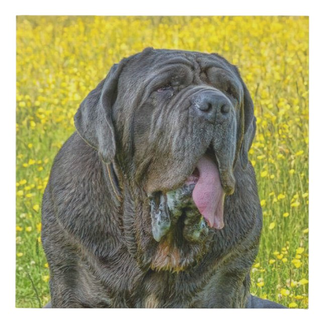 Gorgeous Neapolitan Mastiff  Faux Canvas Print (Front)