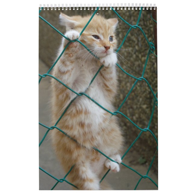 Gorgeous Orange Cats Tabby 2024 Calendar (Cover)
