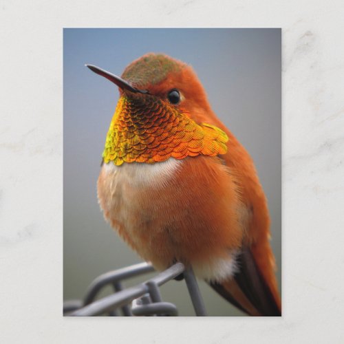 Gorgeous Orange Hummingbird Postcard