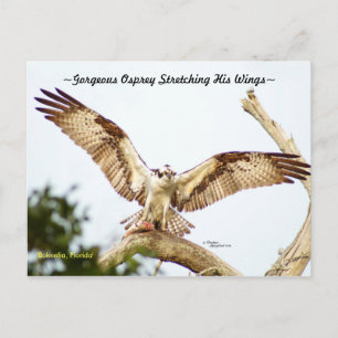 Gorgeous Osprey hawk Florida Postcard