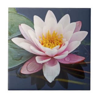 GORGEOUS PALE-PINK LOTUS BLOSSOM WITH WATER DROPS