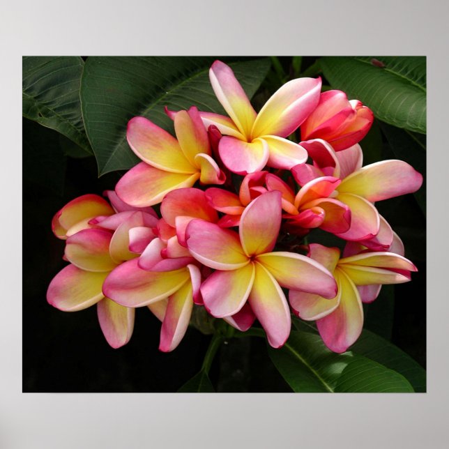 Gorgeous Pink and Yellow Plumeria Poster (Front)