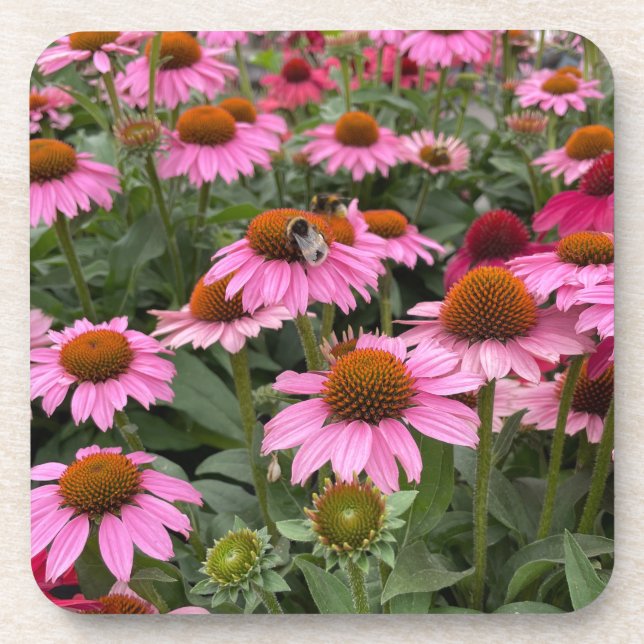 Gorgeous Pink Echinacea Flowers and Bee    Beverage Coaster (Front)