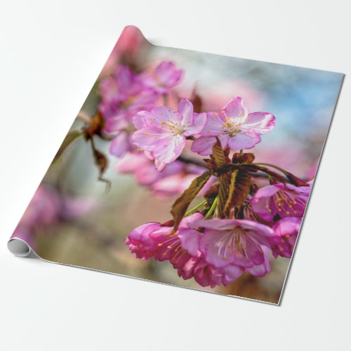 Gorgeous Pink Sakura Flowers Wrapping Paper