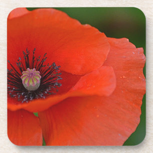 Gorgeous Poppy Coaster