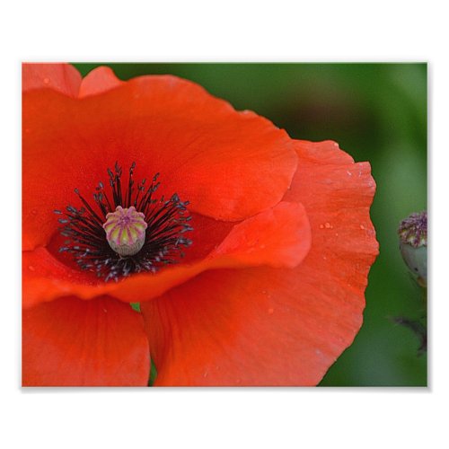 Gorgeous Poppy Photo Print