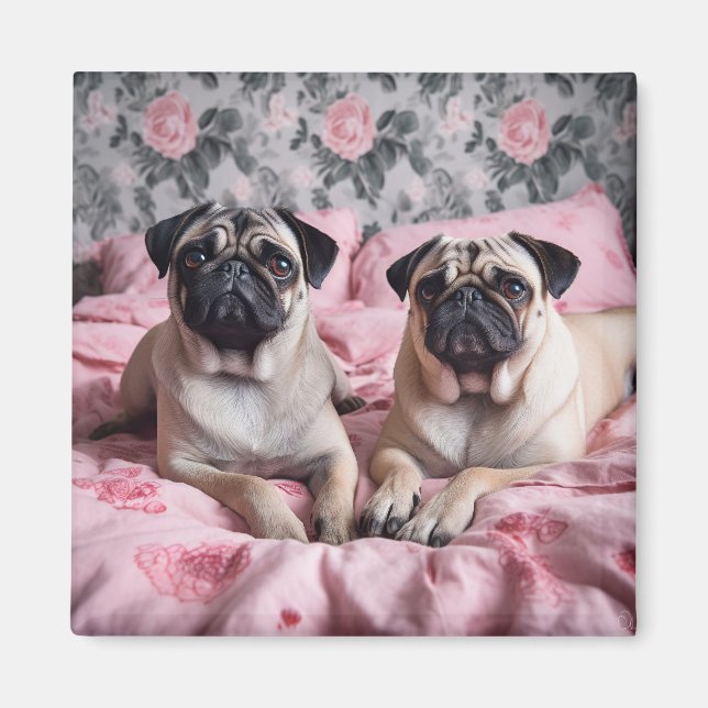 Gorgeous Pug Dogs on Pink Blanket Magnet (Front)