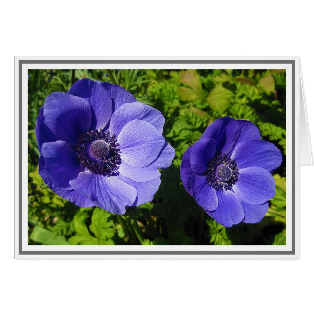 Gorgeous Purple Poppy Photograph Blank Note Cards (Front Horizontal)