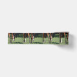 Gorgeous Quarter Horse Grosgrain Ribbon